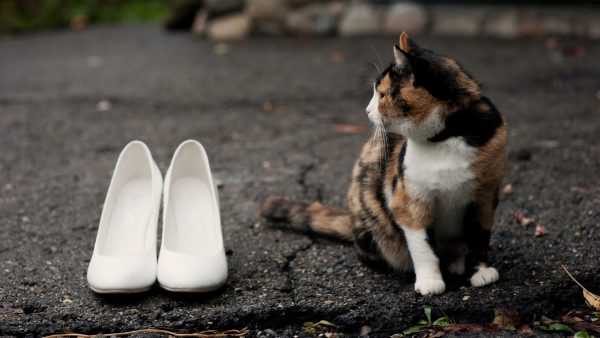 Чем удалить запах кошачьей мочи с обуви