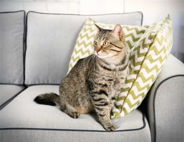 Чем вывести кошачью мочу с дивана средства