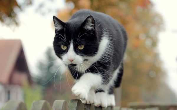 Черно белые породы кошек