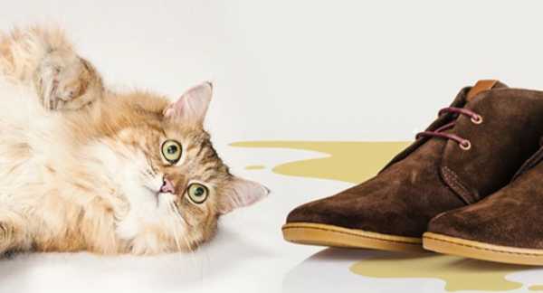 Как избавиться от кошачьей мочи в обуви