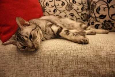 Как избавиться от запаха кошачьей мочи на диване в домашних условиях