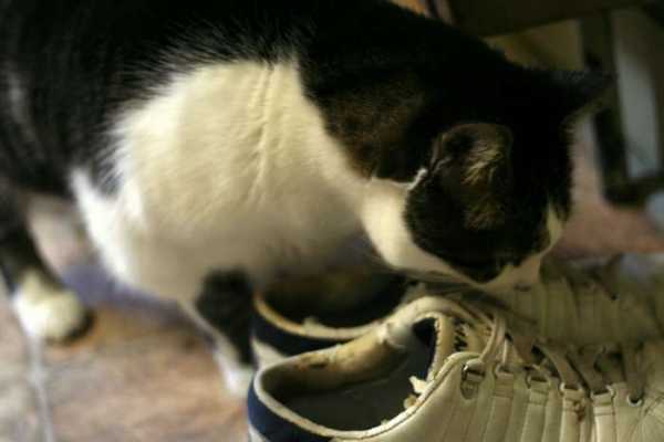 Как избавиться от запаха мочи в обуви
