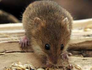 Как избавиться в загородном доме от мышей