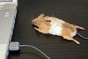 Как почистить мышку