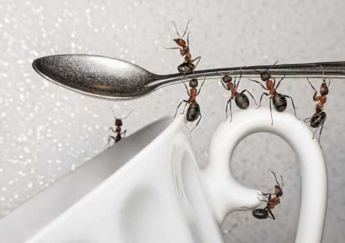 Как уничтожить домашних мурашей