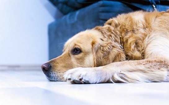 Убрать запах мочи собаки с дивана