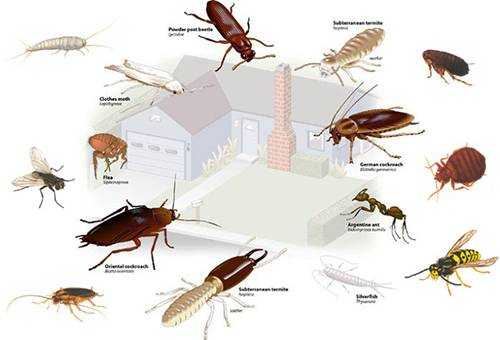 От насекомых в доме средство
