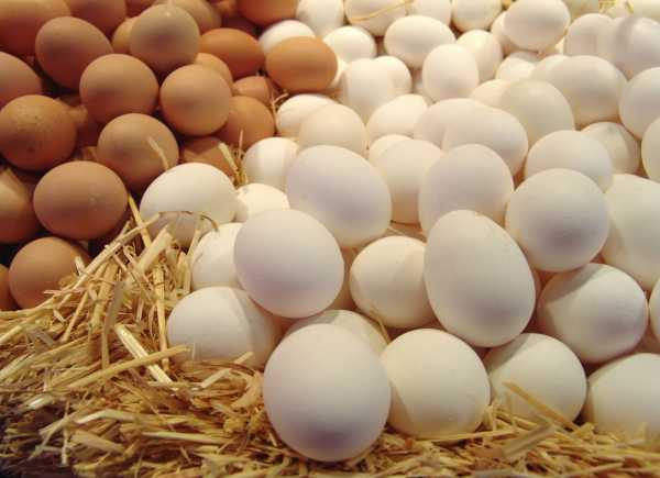 Сколько можно хранить вареные яйца
