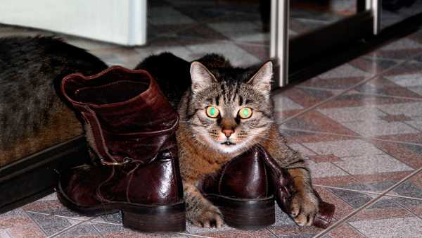 Вывести запах кошачьей мочи из обуви